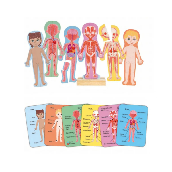 Human Body Magnetic Puzzle - Image 2