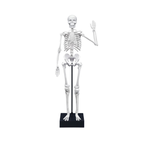 Buki France - Skeleton 80 cm - Image 2