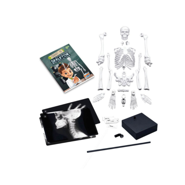 Buki France - Skeleton 80 cm - Image 3