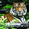 Jigsaw Tiger Puzzle 150pcs - Image 2