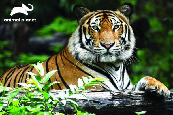 Jigsaw Tiger Puzzle 150pcs - Image 2