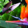 Humming Bird Puzzle - Image 2