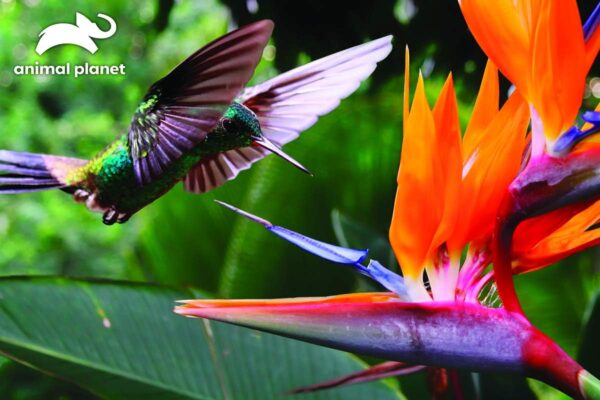 Humming Bird Puzzle - Image 2