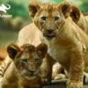 African Lions Puzzle - Image 2