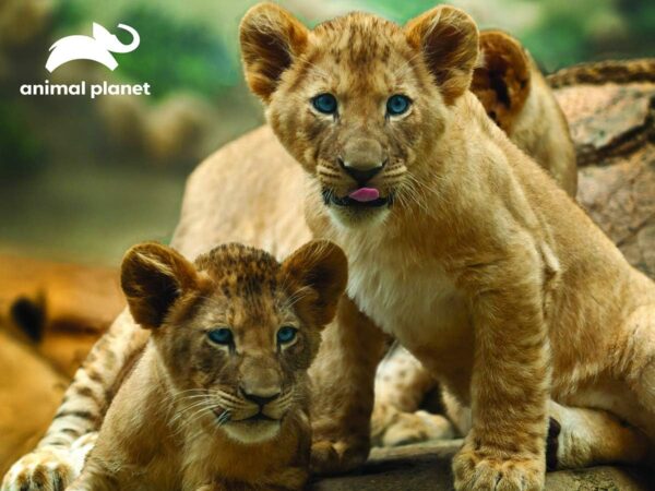 African Lions Puzzle - Image 2