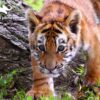 Tiger Puzzle - Image 2
