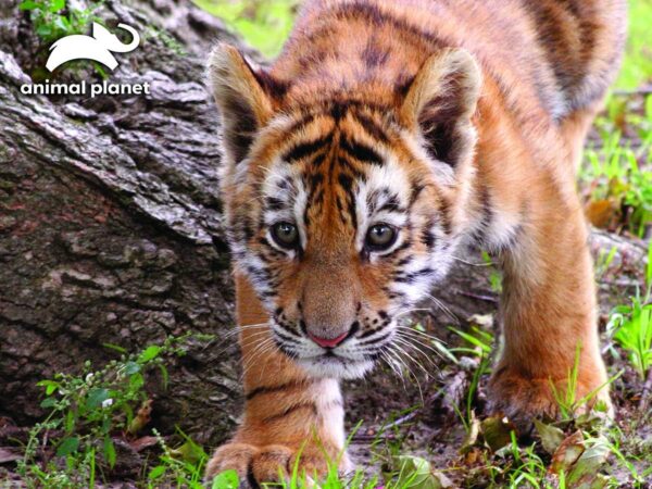 Tiger Puzzle - Image 2