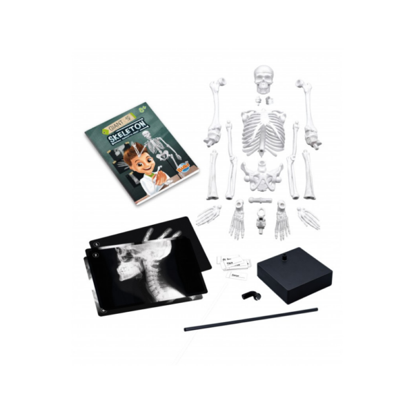 Skeleton 45 cm - Image 2
