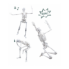 Skeleton 45 cm - Image 3